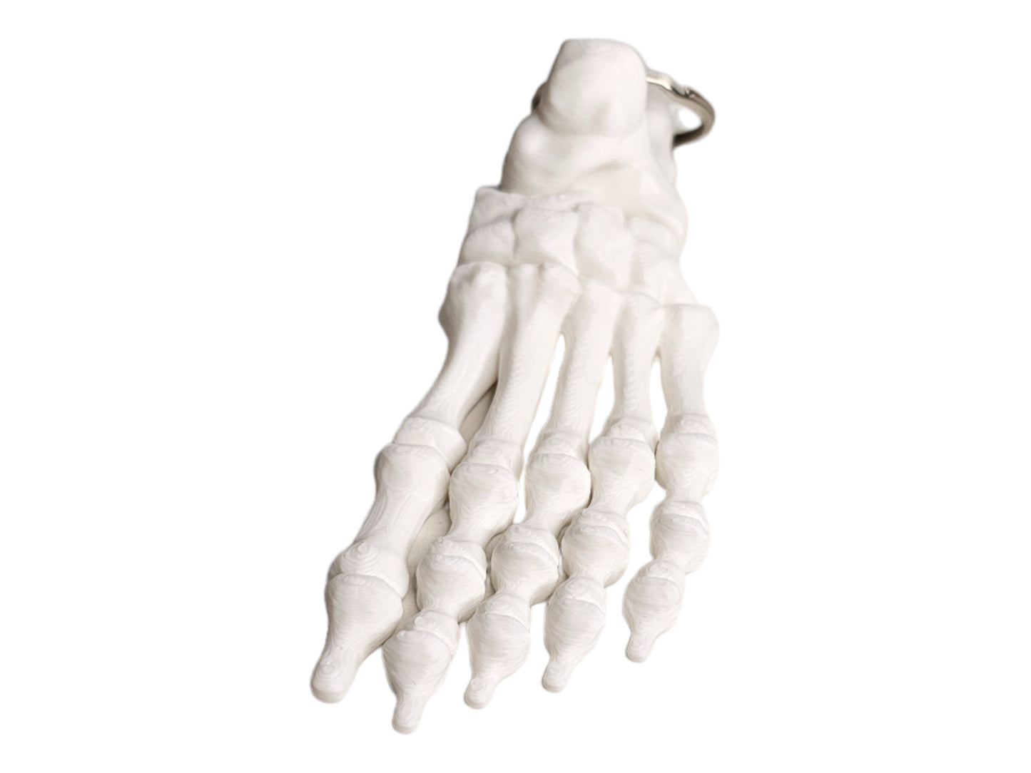 Skeleton Foot